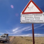 Ethiopian-Wolf_Laurent-Geslin_01
