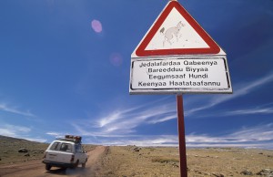 Ethiopian-Wolf_Laurent-Geslin_01