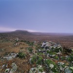 Ethiopian-Wolf_Laurent-Geslin_02