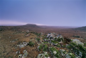 Ethiopian-Wolf_Laurent-Geslin_02