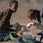 Ethiopian-Wolf_Laurent-Geslin_04