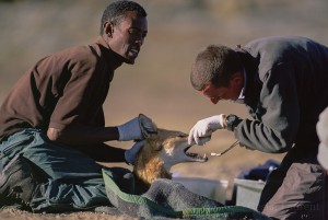 Ethiopian-Wolf_Laurent-Geslin_04