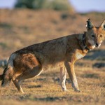 Ethiopian-Wolf_Laurent-Geslin_06