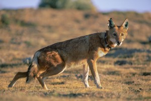 Ethiopian-Wolf_Laurent-Geslin_06
