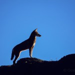 Ethiopian-Wolf_Laurent-Geslin_07