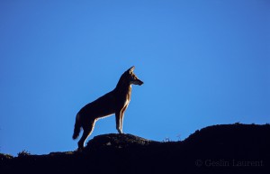 Ethiopian-Wolf_Laurent-Geslin_07