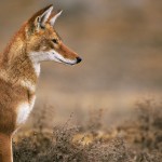 Ethiopian-Wolf_Laurent-Geslin_08