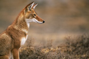Ethiopian-Wolf_Laurent-Geslin_08