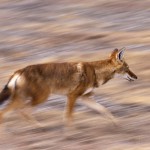 Ethiopian-Wolf_Laurent-Geslin_09