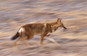 Ethiopian-Wolf_Laurent-Geslin_09