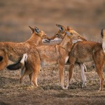 Ethiopian-Wolf_Laurent-Geslin_10