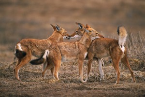 Ethiopian-Wolf_Laurent-Geslin_10