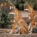 Ethiopian-Wolf_Laurent-Geslin_11
