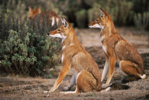 Ethiopian-Wolf_Laurent-Geslin_11