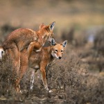Ethiopian-Wolf_Laurent-Geslin_12