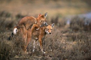 Ethiopian-Wolf_Laurent-Geslin_12
