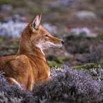 Ethiopian-Wolf_Laurent-Geslin_13