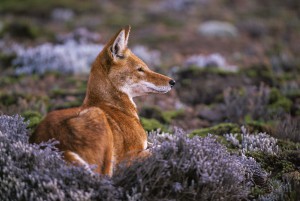 Ethiopian-Wolf_Laurent-Geslin_13