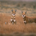 Ethiopian-Wolf_Laurent-Geslin_14