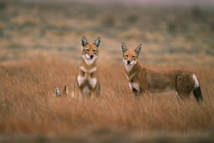 Ethiopian-Wolf_Laurent-Geslin_14