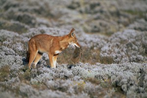 Ethiopian-Wolf_Laurent-Geslin_15