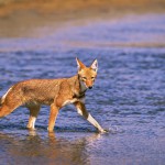 Ethiopian-Wolf_Laurent-Geslin_16
