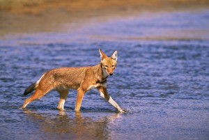 Ethiopian-Wolf_Laurent-Geslin_16