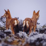 Ethiopian-Wolf_Laurent-Geslin_17