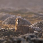 Ethiopian-Wolf_Laurent-Geslin_18