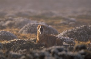 Ethiopian-Wolf_Laurent-Geslin_18