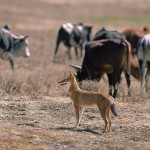 Ethiopian-Wolf_Laurent-Geslin_20