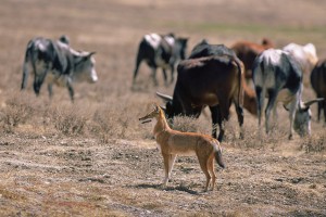 Ethiopian-Wolf_Laurent-Geslin_20