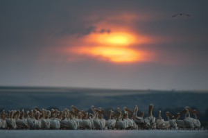 White pelican (Pelecanus onocrotalus) flock in water, Lake Belau, Moldova.