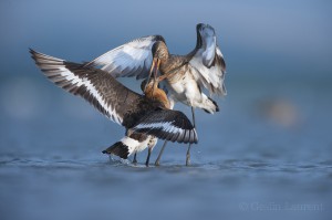Black tailed godwits (Limosa Limosa) fighting, Lake Belau, Moldova.