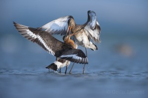 Black tailed godwits (Limosa Limosa) fighting, Lake Belau, Moldova.