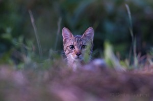 Wild cat (Felis silvestris) portrait, Codrii Forest Reserve, Moldova.