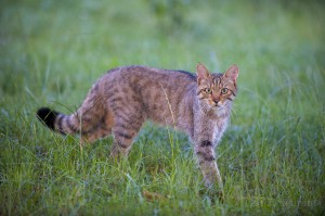 Wild cat (Felis silvestris) in long grass, Codrii Forest Reserve, Moldova.