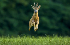Roe deer buck (Capreolus capreolus),