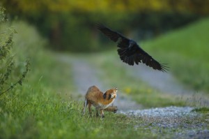 Red fox (Vulpes vulpes) and carrion crow (Corvus corone)...