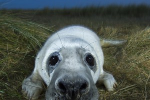 Grey seal (Halichoerus grypus) pup, portrait, Donna Nook, Lincolnshire, UK