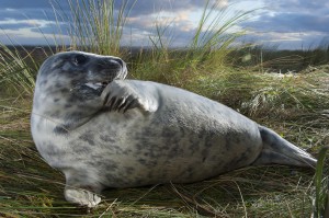 Young grey seal (Halichoerus grypus), Donna Nook, Lincolnshire, UK