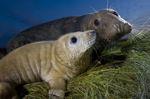 Grey seal (Halichoerus grypus) with pup at breeding site in dunes, Donna Nook, Lincolnshire, UK