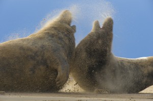 Two Grey seals (Halichoerus grypus) aggressive behaviour, wind blowing sand.