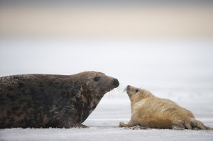 Grey seal (Halichoerus grypus) with pup in snow, Donna Nook, Lincolnshire, UK