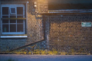 Urban Red fox (Vulpes vulpes) London.