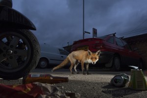 Urban Red fox (Vulpes vulpes) near parked vehicles with litter on the ground.