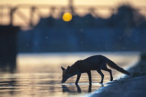 Urban Red fox (Vulpes vulpes) at waters edge, London.