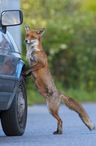 Urban fox (Vulpes vulpes) standing up against car, London.
