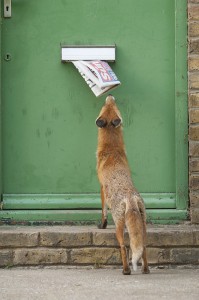 Urban Red fox (Vulpes vulpes) sniffing newspaper hanging out of letter box, London.