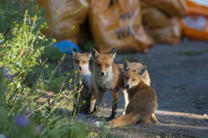 Urban Red fox (Vulpes vulpes) with two cubs, London.